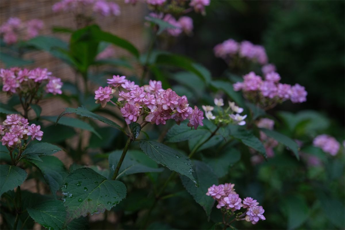 雨をふくんだ紫陽花
