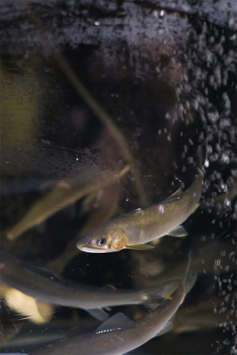 水槽をゆく川魚の天然もの