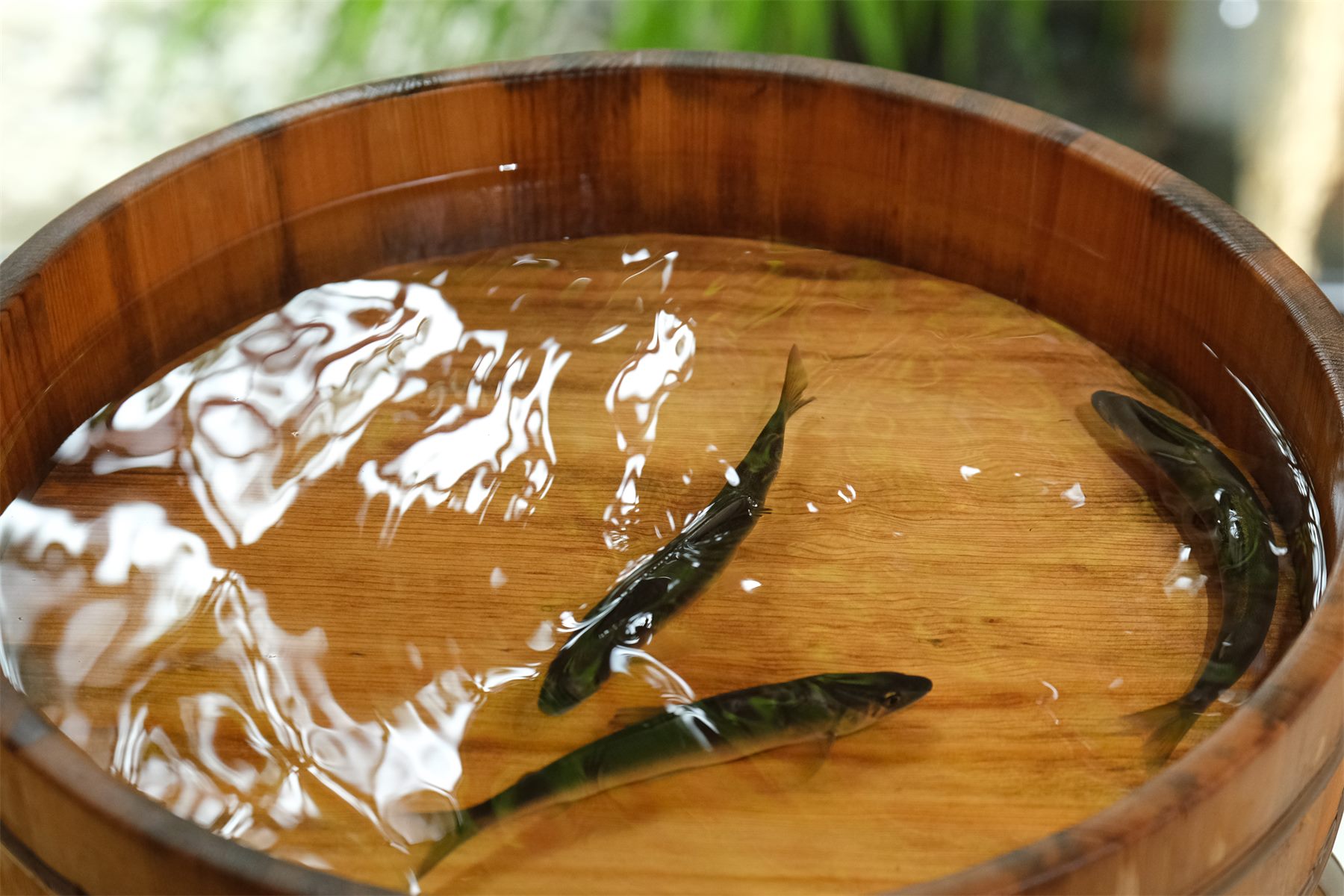 桶の水に放たれた川魚